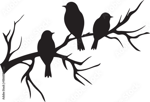 Trio d'oiseaux sur branche ramifier avec fond transparent - Silhouette