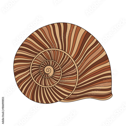 Detailed illustration of a large spiral snail shell with intricate brown and tan striped patterns for nature and wildlife themes.