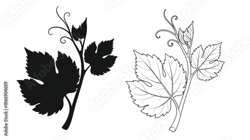 Detailed botanical illustration of grape leaves showcasing both solid and line art designs