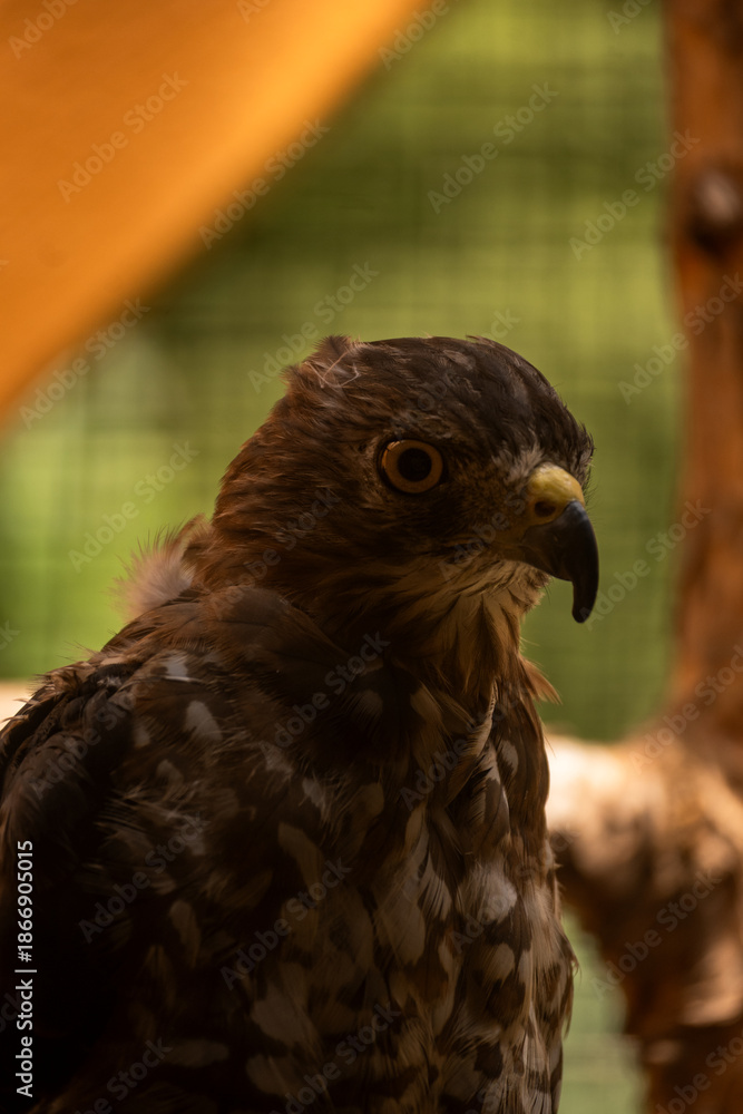 Fototapeta premium red tailed hawk
