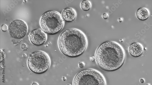 Laboratory microscope visualization of yeast with bright white lighting and detailed cellular structure