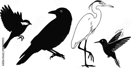 Black bird silhouettes and white heron vector illustration on a white background