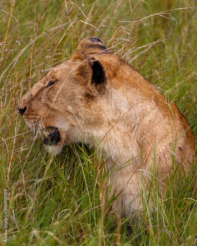 Εκτύπωση καμβά Leona adulta descansando entre la hierba alta de la sabana en Kenia, África