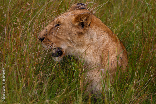 Photos Leona adulta descansando entre la hierba alta de la sabana en Kenia, África