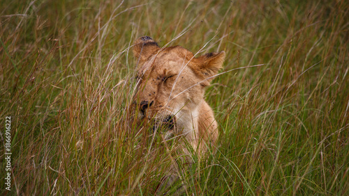 Leona adulta descansando entre la hierba alta de la sabana en Kenia, África