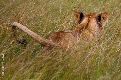 Konstfotografi Leona adulta descansando entre la hierba alta de la sabana en Kenia, África