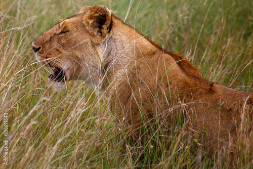 Photos Leona adulta descansando entre la hierba alta de la sabana en Kenia, África