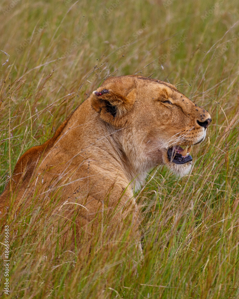 Φωτογραφία Leona adulta descansando entre la hierba alta de la sabana en Kenia, África