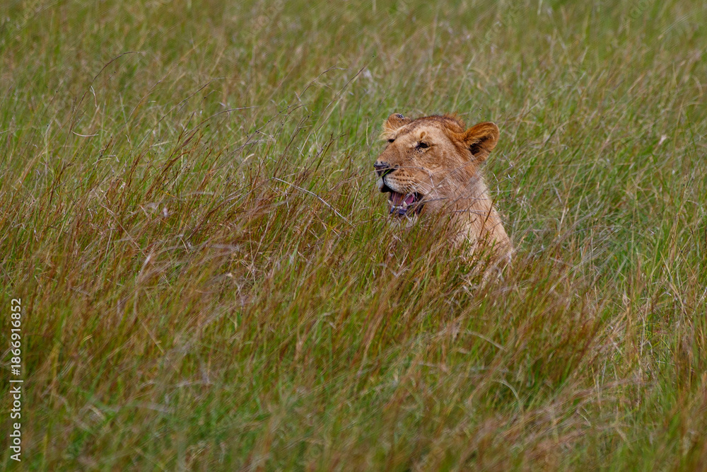 Fototapeta premium Leona adulta descansando entre la hierba alta de la sabana en Kenia, África