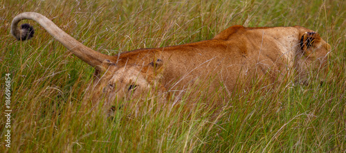 Leona adulta descansando entre la hierba alta de la sabana en Kenia, África