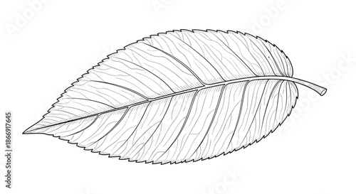 Highly detailed black and white sketch of a single serrated leaf with complex vein structures on a white background.