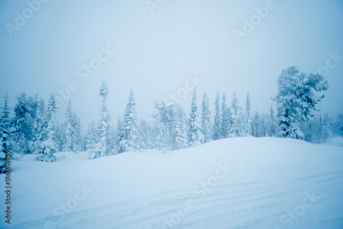 Wallpaper Mural snow-covered taiga fir trees in the snow Torontodigital.ca