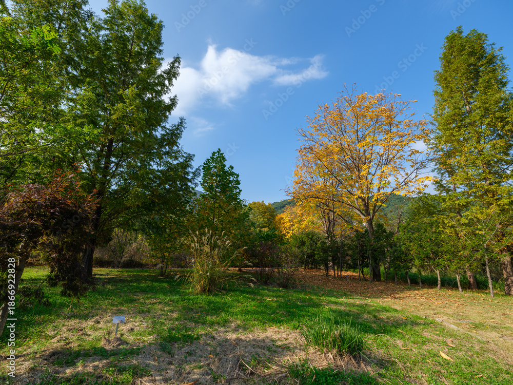 Fototapeta premium A landscape of a lush autumn forest with falling autumn leaves (Baekdudaegan National Arboretum, South Korea)