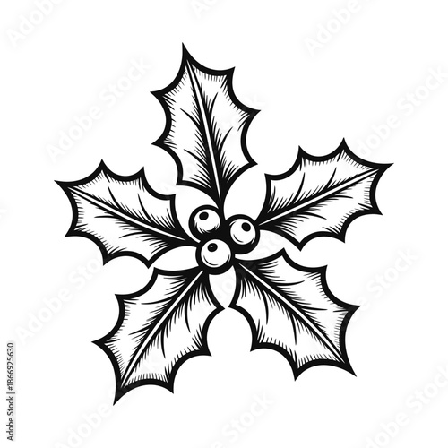 Christmas holly leaves line art with berries traditional winter botanical vector