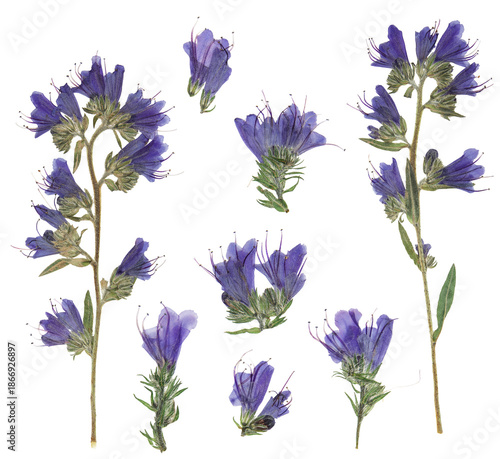 Herbarium. Set of pressed flowers echium vulgare. Digital herbarium, scrapbooking. Flowers und leaves echium vulgare, isolated over white.