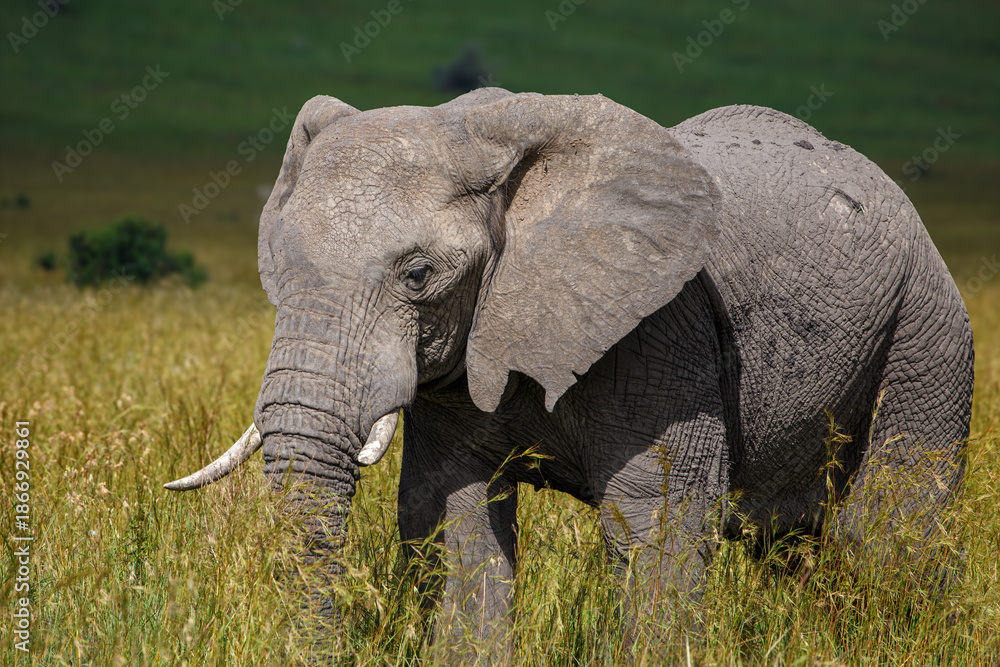 Fototapeta premium Elefante africano de sabana caminando libre por la reserva del Masai Mara en Kenia