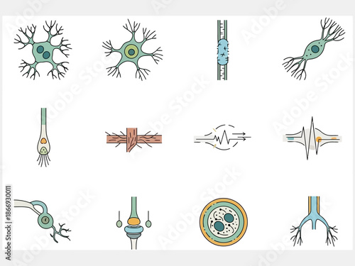 Collection of simplified icons illustrating various neuron cell structures and fundamental nerve impulse transmission processes within the nervous system diagrammatically