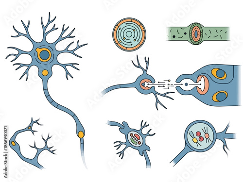 Detailed illustration depicting various cellular structures and processes related to the fundamental anatomy and signaling mechanisms of a human neuron.