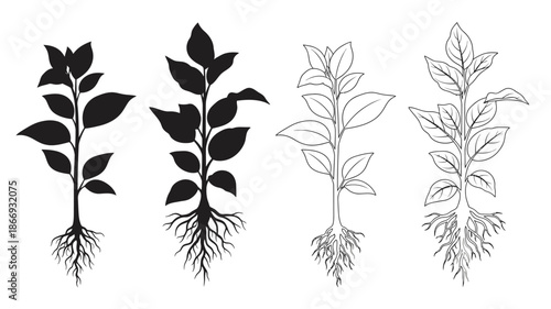 Four botanical illustrations of plant stems with roots in black and white