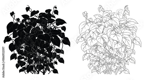 Detailed botanical illustration of philodendron leaves in contrasting black and white