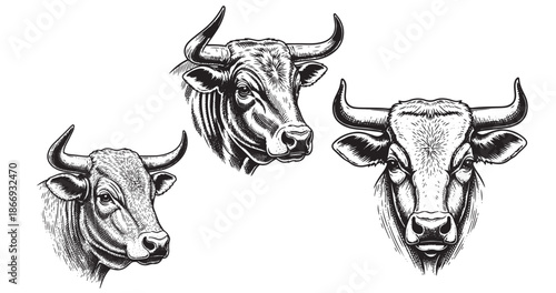 Bull head vintage engraving illustration isolated on white background