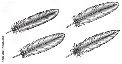 Feather vintage engraving illustration isolated on white background