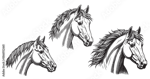 Horse head vintage engraving illustration isolated on white background