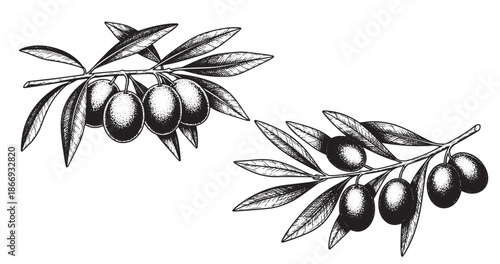 Olive branch botanical vintage engraving illustration isolated on white background