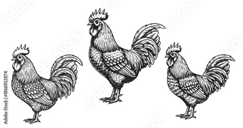 Rooster farm animal vintage engraving illustration isolated on white background