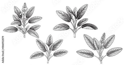 Sage herb botanical vintage engraving illustration isolated on white background
