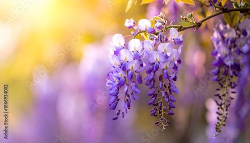 Beautiful Wisteria Blossoms in Sunlight - A Stunning Display of Purple Flowers.