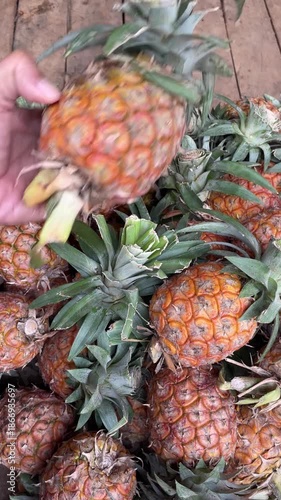A person's hand selects ripe pineapples from the harvest.