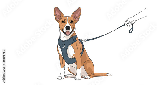 A person holds the leash of a happy, well-behaved brown and white dog that is sitting patiently while wearing a body harness.