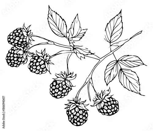 Hand drawn line art illustration of a raspberry branch depicting ripe berries and leaves for healthy eating and natural food packaging