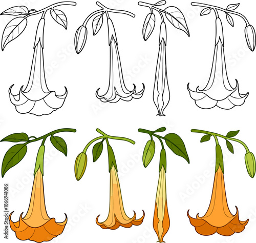 Datura Flower Botanical Vector – Black and White Line Art and Flat Color Illustration