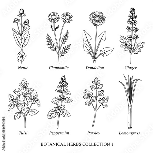 A vintage botanical engraving featuring eight medicinal herbs arranged in two neat rows of four on a pure white background, ultra-detailed black and white etching style, labeled Nettle, Chamomile, Dan