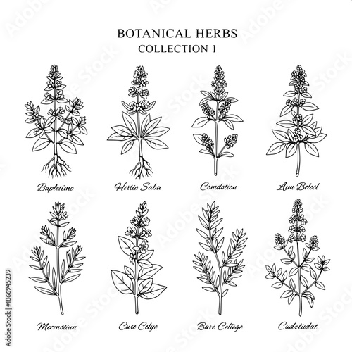 Scientific botanical plate illustration, black ink engraving style, eight herbs displayed in a grid layout, each plant labeled with common names, roots, leaves, flowers visible, white background, anti