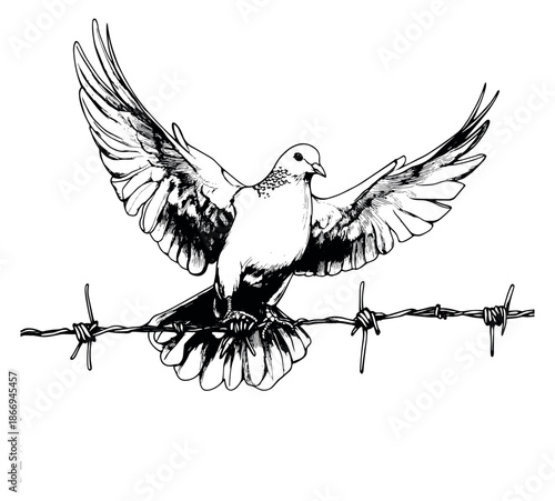 Hand drawn line art illustration of a dove depicting its wings spread while perched on barbed wire for themes of freedom and restriction