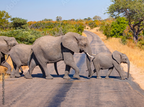 Two baby elephants cross the road, one in front of and one behind their mother - A herd of elephants crosses a paved road - Kruger National Park - South Africa.