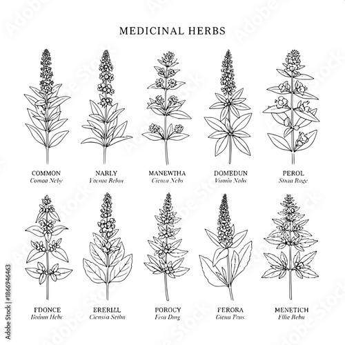 Minimalist botanical engraving poster, black and white, high-contrast line art, eight medicinal herbs aligned symmetrically, scientific precision, traditional botanical illustration style, classic typ