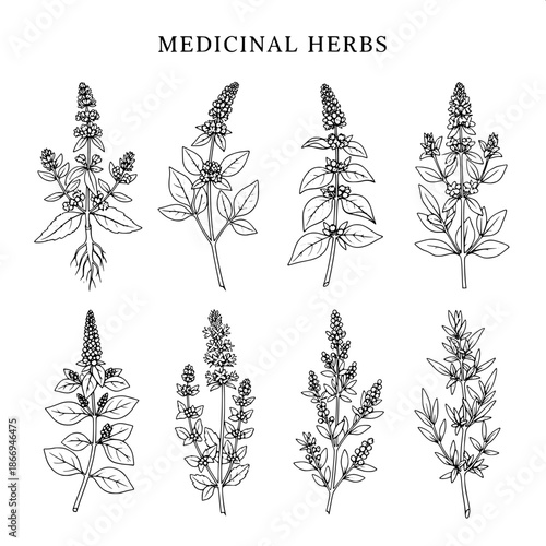 Minimalist botanical engraving poster, black and white, high-contrast line art, eight medicinal herbs aligned symmetrically, scientific precision, traditional botanical illustration style, classic typ