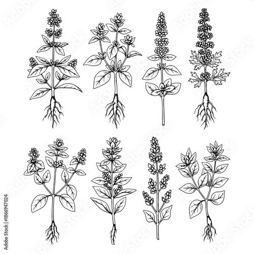 19th-century botanical journal illustration, hand-engraved look, monochrome ink drawing, detailed roots and leaf textures, herbs arranged in two rows, clean white background, scholarly and informative
