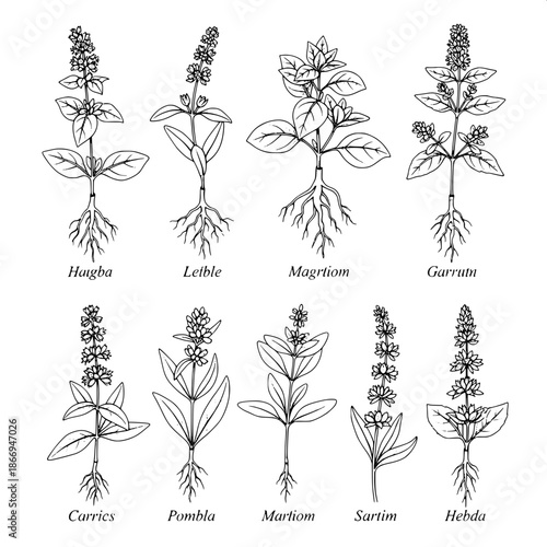 19th-century botanical journal illustration, hand-engraved look, monochrome ink drawing, detailed roots and leaf textures, herbs arranged in two rows, clean white background, scholarly and informative
