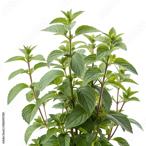 Fresh green mint sprig bunch, isolated subject for health and culinary concepts