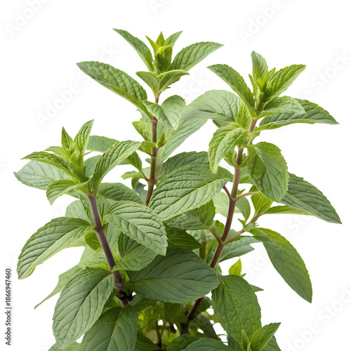 Bundle of aromatic green peppermint leaves, cut-out for food and drink design