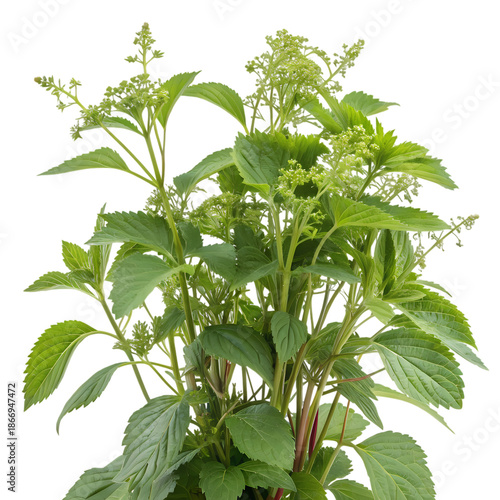 Young green basil or peppermint plant, PNG with alpha channel for transparency
