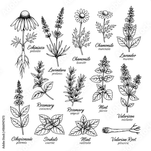 Fine art botanical etching, ultra-detailed black ink illustration, medicinal herbs collection, each herb labeled, precise linework, subtle depth and shading, antique scientific illustration style.