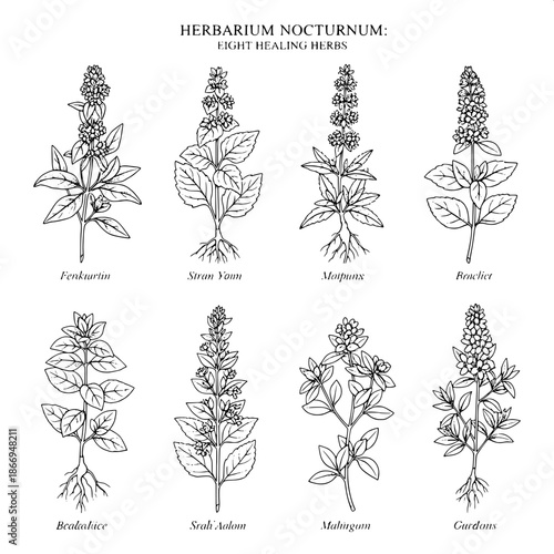 Herbal reference plate, black and white engraved drawing, eight herbs displayed evenly, clear labels, white background, classical botanical study, elegant serif title, museum archive quality.