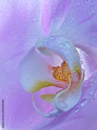  Water drops on an orchid flower.