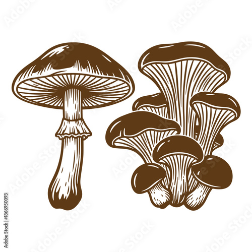 Brown mushrooms illustration with detailed caps and stems on white background